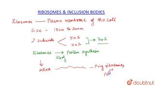 RIBOSOMES AND INCLUSION BODIES [upl. by Nivak]