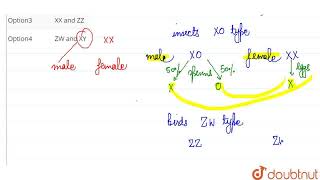 Male heterogamety and female heterogamety is seen respectively in  CLASS 12  5 PRINCIPLES OF [upl. by Chute274]