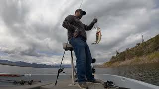 Spinnerbait amp Texas Rig Bass at Roosevelt Lake  Arizona Bass Fishing [upl. by Stedman]