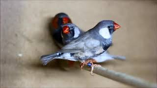 Zebra finches 2017 Oskar Kelemen [upl. by Carrew776]