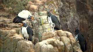 King Vulture  Uruburei  Sarcoramphus papa [upl. by Tnattirb]