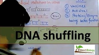 DNA shuffling [upl. by Ronoh]