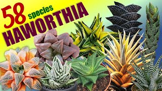 58 HAWORTHIA SPECIES  HERB STORIES [upl. by Gladys152]