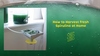 Growing Spirulina at Home  quotHow to Harvestquot Overview [upl. by Tibold]