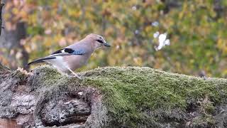 Madárhangok SzajkóGarrulus glandariusEurasian jay [upl. by Lieberman781]