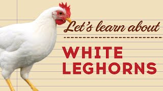 White Leghorns  Popular Egg Laying Breeds [upl. by Ierdna]