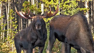 The Gentle Giant Moose in a Canadian Rockies Fall [upl. by Adnuahsor]