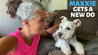 MAXXIE GETS A SUMMER SCHNAUZER HAIRCUT  HOW I KEEP MY DOGS SAFE IN THE CAR [upl. by Porter]