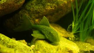 Hemiancistrus subviridis [upl. by Htiekram]