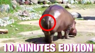 WORLDS BIGGEST FART  The Hippo  10 MINS [upl. by Ruffin]