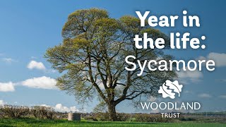 A Year in the Life of a Sycamore Tree [upl. by Rilda]