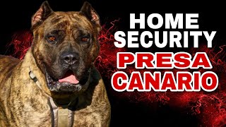 Presa Canario Guard Dogs and Their Role in Home Security [upl. by Jelle254]