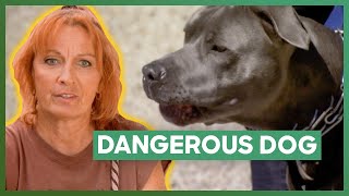 Tia Helps One Of The Most Dangerous Dogs Shes Ever Met  Pit Bulls amp Parolees [upl. by Eutnoj]