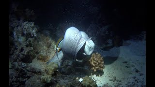 Giant Moray Eel Hunting  Red Sea Yanbu [upl. by Neelehtak]