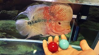 My Flowerhorn Gets a Bigger Tank Blue or Red [upl. by Etteniotnna]