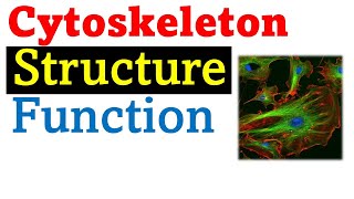 Cytoskeleton structure and function [upl. by Akined]