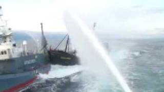 Sea Shepherd rams Japanese whaling ship [upl. by Nylrahs]