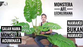 Monstera aff lechleriana Salah Nama dengan Monstera acuminata [upl. by Eelyma594]