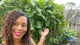 How I Grow Watermelon And Cantaloupe Up Trellis Small Raised Bed Gardening [upl. by Ellenrad446]