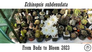 Echinopsis subdenudata From Buds to Bloom 2023 [upl. by Horvitz]