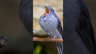 ✨Good morning bird ✨  viral  ytshort reel 🔥🤩 [upl. by Engedi]