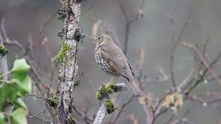 Singdrossel Turdus philomelos [upl. by Combs535]