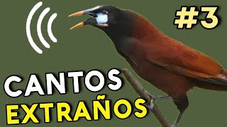 Descubre Los CANTOS MAS EXTRAÑOS de AVES ¡Sorprendente 🤯 [upl. by Nahgrom486]