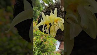 Unusual Orchid flowers Stanhopea costaricensis [upl. by Oetam]