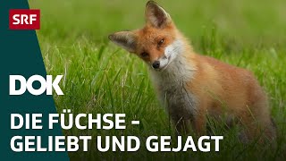 Alles für die Füchse – Ein Wildtier geliebt und gejagt  DOK  SRF Wissen [upl. by Dever]