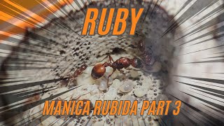 Ruby is making us work Manica Rubida Part 3 [upl. by Anwahsak]