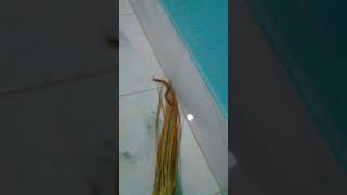 WORLDS LARGEST CENTIPEDE in house of Bangladesh  house centipide [upl. by Varien405]