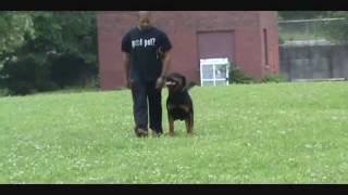 Kingston  26 months Schutzhund Obedience amp Protection Training [upl. by Daye]