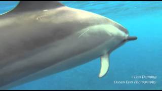 Spinner Dolphins Playful Sounds 314 Kona Hawaii [upl. by Domph]