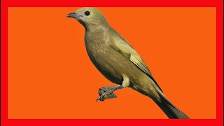 Palm Tanager Song Palm Tanager Call Bird Sound Call Chirp Melody  Thraupis Palmarum [upl. by Alekin]