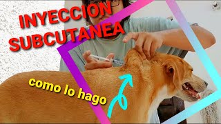 Aprendiendo  Como aplicar una inyección subcutánea a mi perro [upl. by Narik]