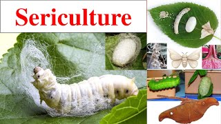 Sericulture  Sericulture History  Classification of silk worm  Life cycle of Bombyx mori [upl. by Nnylyram971]