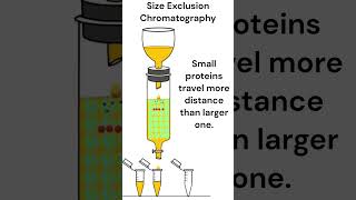 Size Exclusion Chromatography chromatography animation [upl. by Edorej439]