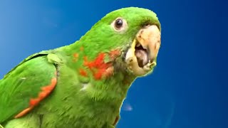 MARITACA CANTANDO 🦜 [upl. by Akyre]