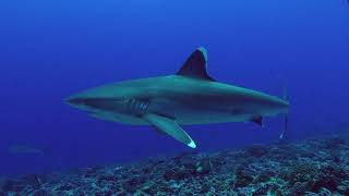 RANGIROA Island French Polynesias best scuba diving sites [upl. by Ybeloc273]