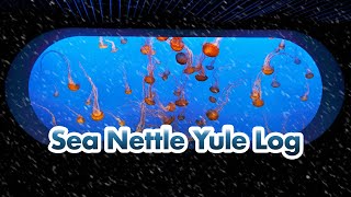 Sea Nettle Yule Log  2 Hours Of Jellyfish  Fireplace Sounds  4K Littoral Relaxocean [upl. by Anib]