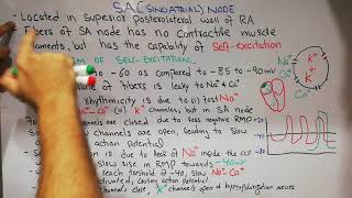 CVS physiology lecture 16  The sinoatrial node  SA node  Rhythmicity of sinus fibers [upl. by Doowron]