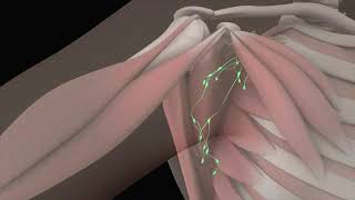 Axillary Anatomy 3D Animation of Axillary Lymph Node Dissection Procedure Part  1 [upl. by Clower567]