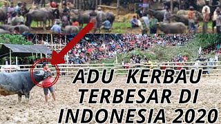 ADU KERBAU  TORAJA 2020 [upl. by Archaimbaud38]