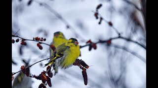 Spinus spinus  Beautiful song siskin scatiu lugano lucherinoчиж Čížek lesní Eurasian Siskin [upl. by Joline]