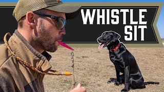 Teaching Sit with A Whistle  Retriever Training [upl. by Kenaz]