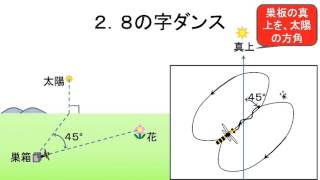 ミツバチの８の字ダンス。この動画を見れば、スッキリわかる。 [upl. by Baun]