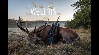 Rothirschjagd Kurzfilm  Jagd auf Brunfthirsche in Polen [upl. by Sweyn]