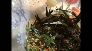 how to grow emersed cryptocoryne [upl. by Xyno103]