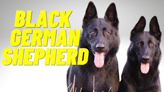 Black German Shepherd  Top 10 Facts and Things to Know about the All Black German Shepherd [upl. by Ained]