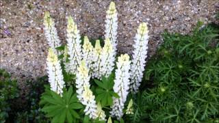 Gallery white Lupins Lupinus Lupine Stunning Care and growing [upl. by Serrell515]